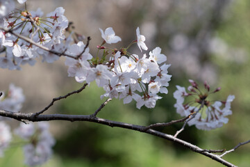 桜