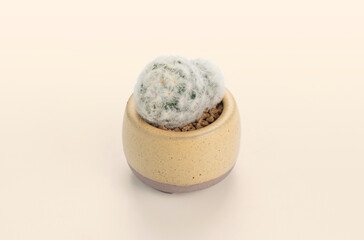 mammillaria pumosa cactus pots