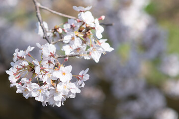 桜