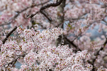 cherry blossom