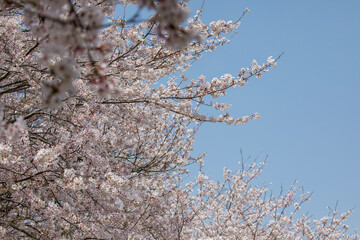 blooming tree