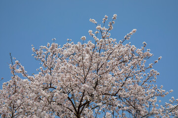 blooming tree