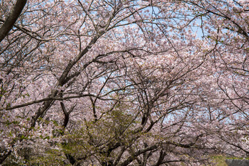 tree blossom