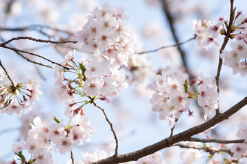 桜