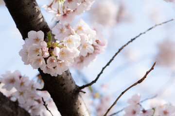桜