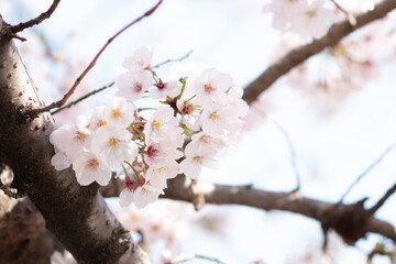 桜