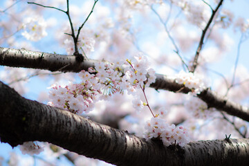 桜