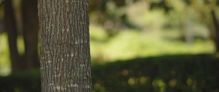 Tree trunk on a blurry green forest background. Slow motion, shallow depth of field, close up.