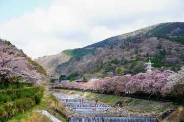 Fototapeta na wymiar 箱根宮城野堤の満開の桜並木