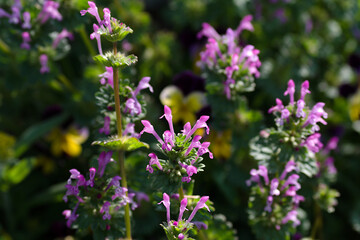Fototapeta premium flowers in the field