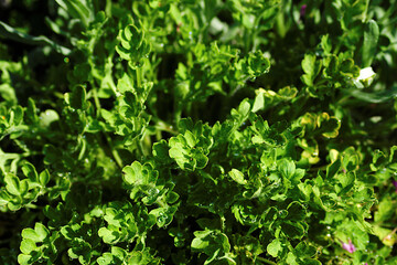 green grass in the meadow