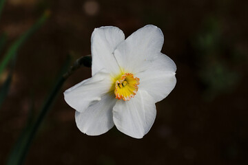 white narcissus in the garden