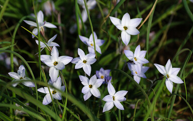 white spring flowers
