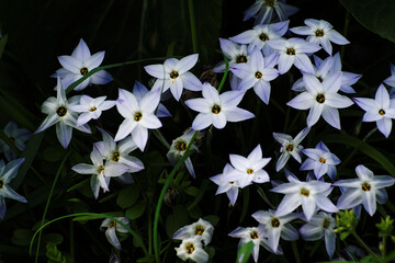 Obraz premium white flowers in the garden