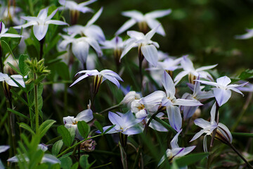 white and blue flowers