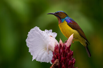 Male Brown-throated sunbird perching on the white flower.	