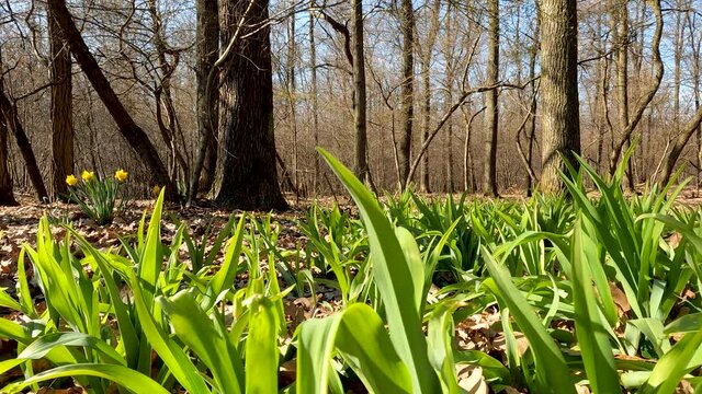 Wild Lilies in the Woods