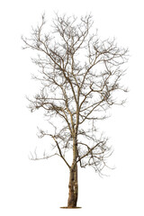 Single old and dead tree isolated on white background.