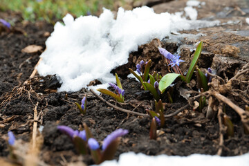 Beautiful lilac alpine squill flowers growing outdoors