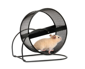 Cute little hamster in spinning wheel on white background