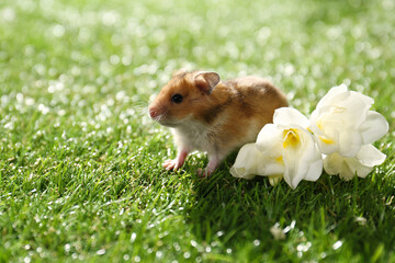 Cute little hamster near flowers on green grass outdoors, space for text