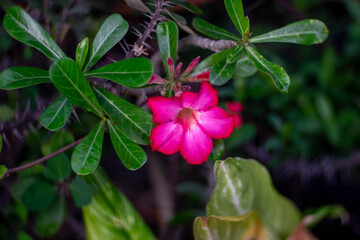 pink flower in the garden