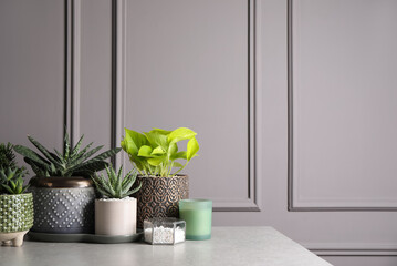 Different house plants in pots with decor on light table. Space for text