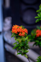 orange chrysanthemum flower