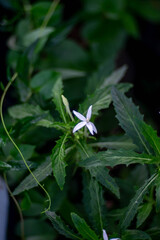 a white flower