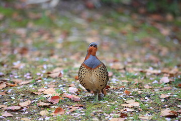 Chinese bamboo partridge (Bambusicola thoracicus thoracicus) male in Japan