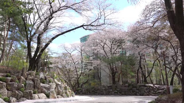 spring sky cherry blossom kyounghee university