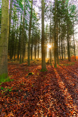 misty autumn forest in the morning with sunbeams in Wandlitz (Barnim, Brandenburg, Germany)
