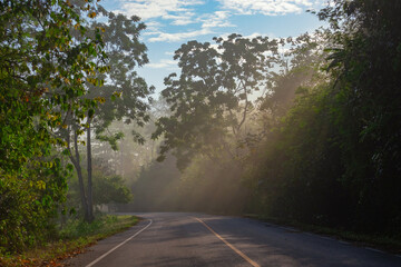 Obraz premium Sun rays through mist illumining a curved scenic road surrounded by beautiful green forest with light effects and shadows. Kaeng Krachan National Park, Phetchaburi - Thailand