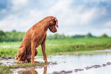 Young handsome male Hungarian vizsla plays on the field.