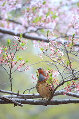 Fototapeta premium Chinese bamboo partridge (Bambusicola thoracicus thoracicus) male in Japan