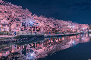 埼玉県上沼公園の夜桜