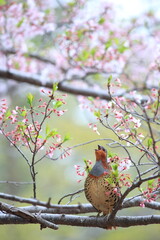 Chinese bamboo partridge (Bambusicola thoracicus thoracicus) male in Japan