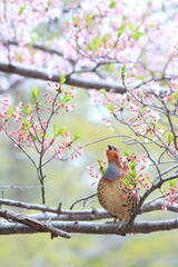Chinese bamboo partridge (Bambusicola thoracicus thoracicus) male in Japan