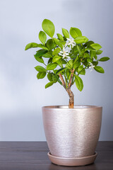 Tangerine tree blooms in a pot on a rustic background. Bonsai