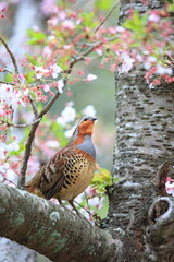 Chinese bamboo partridge (Bambusicola thoracicus thoracicus) male in Japan