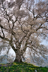 スイセンと満開のわに塚のサクラ-2