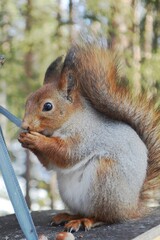 squirrel eating nut