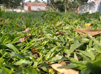wild grass in the park