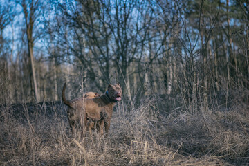Two American Pit Bull Terriers are playing in the forest in a clearing.