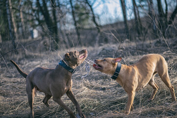 Two American Pit Bull Terriers are playing in the forest in a clearing.