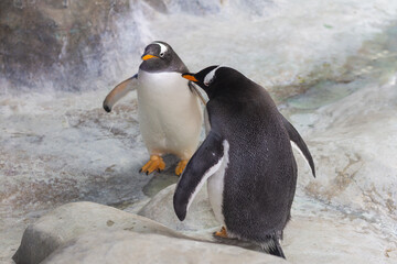 Fototapeta premium Black and white penguins at the zoo bask on the rocks