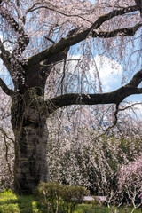 浄泉寺のしだれの桜
