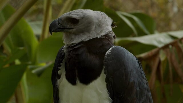 Harpia, ou gavi&atilde;o real, a maior ave de rapina das Am&eacute;ricas / Harpy, or harpy eagle, the largest bird of prey in the Americas	