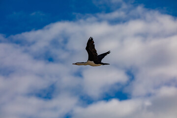 Australasian Gannet in flight returning to the nesting areas. 