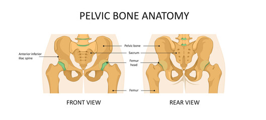 Pelvic bone anatomy. Pelvis hip illustration front and rear view